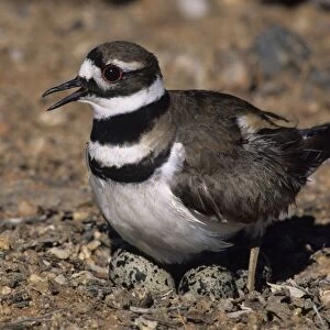 Killdeer - On nest with eggs - Will feign a broken wing or leg to lead intruders away from the nest