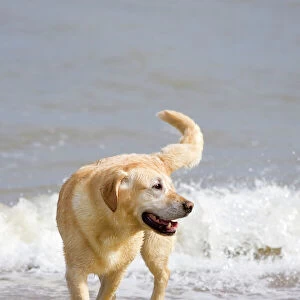Labrador Dog Playing on beach Waxham Beach Norfolk UK