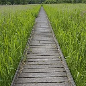 Long empty boardwalk through reedbeds Hickling Broads Norfolk UK