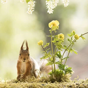 male red squirrels stand with globeflowers