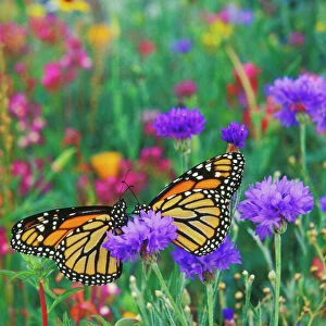 Two monarch butterflies rest for a moment in a garden of flowers. Px291