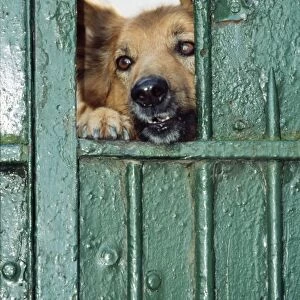 Mongrel Dog - looking through gate, guarding