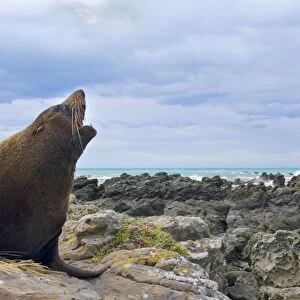 New Zealand Fur Seal adult male sitting on rock showing off Kaikoura, South Island, New Zealand