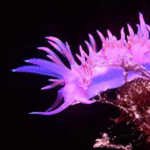 Nudibranch / Sea Slug - Purple