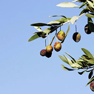 Olive Trees & Fruit - La Drome Provencale - France
