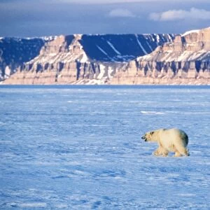 Polar Bear Canadian Arctic