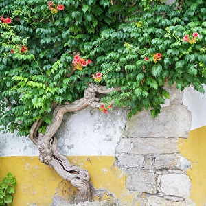 Portugal, Obidos. Large trumpet vine growing against a wall in the streets of Obidos. Date: 02-07-2019
