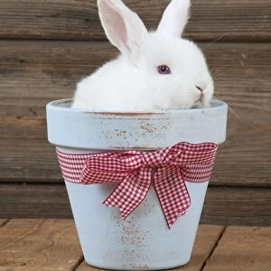 RABBIT - Mini Ivory Satin Rabbit - sitting in flower pot