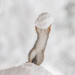 Red squirrel holding an snowball
