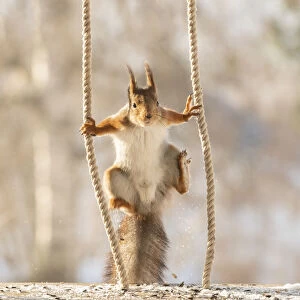 Red Squirrel jumping between ropes