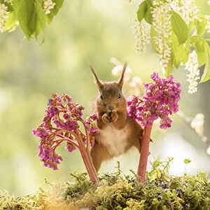 red squirrel stand between Bergenia flowers