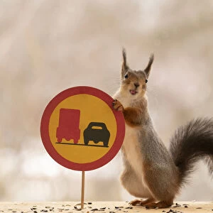 Red Squirrel standing with a No overtaking with a heavy truck road sign