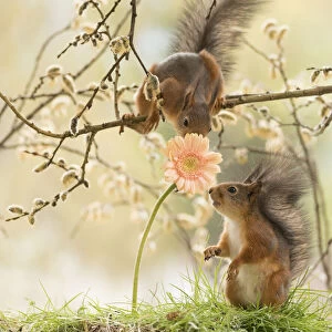 red squirrels looking at a orange daisy