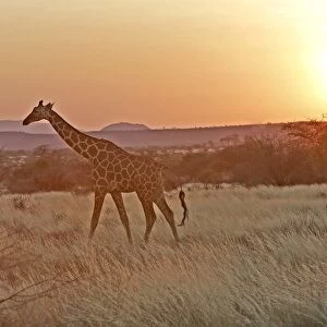 Reticulated Giraffe - at sunset. Samburu National Park - Kenya - Africa