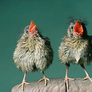 Robin - fledglings singing