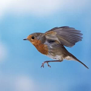 Robin - in flight