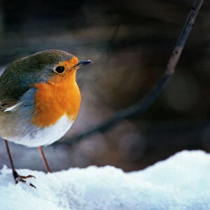 Robin - On snow