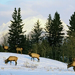 Rocky Mountain Elk - Winter. Candadian Rockies. ME628