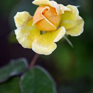 Rose - Rosa "Amber Queen" - struck by a November frost. East Sussex garden - UK