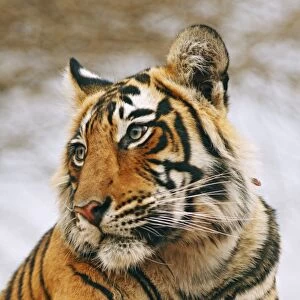 Royal Bengal / Indian Tiger on rock - a portrait, Ranthambhor National Park, India