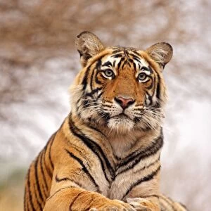 Royal Bengal Tiger - a close up, Ranthambhor National Park, India