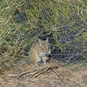 Rufous Hare-Wallaby / Mala - Feeding - Tanami Desert, Northern Territory, Australia JPF00943