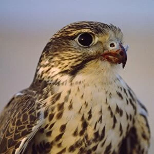 Saker Falcon - with blood on beak after kill