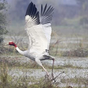 Sarus Crane - in flight taking off - Keoladeo Ghana National Park - Bharatpur - Rajasthan - India BI018280
