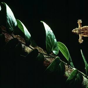 Smooth-backed / Gliding / Parachute / Flying Gecko Borneo