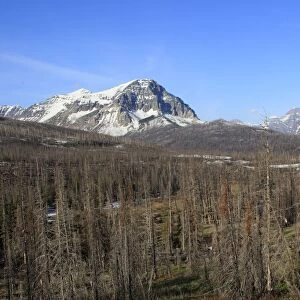 Spruce forest. Glacier National Park - Montana - USA. Borders Waterton Lakes National Park - Aberta - Canada. Waterton-Glacier International Peace World Heritage site