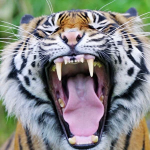 Sumatran Tiger - with mouth wide open _C3A1592