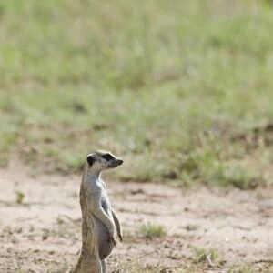 Suricate / Meerkat sentinel with youngster digging. Occurs in South West Arid Zone and adjacent Southern savanna, Highveld and Karoo of South Africa. Kgalagadi Transfrontier Park, Northern Cape, South Africa