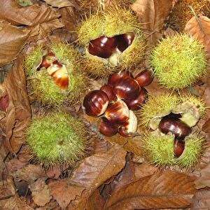 Sweet / Spanish Chestnut - fruit & husks, Sussex Woodland UK