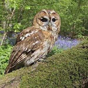 Tawny Owl - in bluebell wood - Bedfordshire - UK 007175