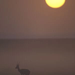 Thomson's Gazelle At dusk
