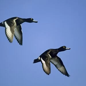 Tufted Duck - in flight Norfolk, UK BI004788