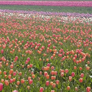 Tulip Fields Netherlands PL001928