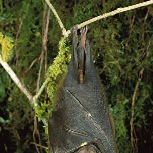 An undescribed tube-nosed Bat - Hanging upside down - Torricelli Range, Western Sepik, Papua New Guinea JPF27382