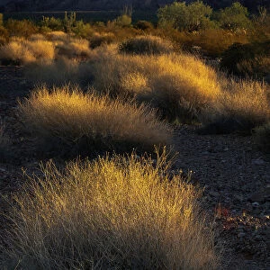 USA, Arizona, Kofa National Wildlife Area. Mountain and desert landscape at sunrise. Date: 01-02-2021