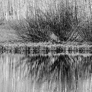 USA, Utah. Black and white image of aspen and willow reflections on Warner Lake, Manti-La Sal National Forest. Date: 01-11-2020