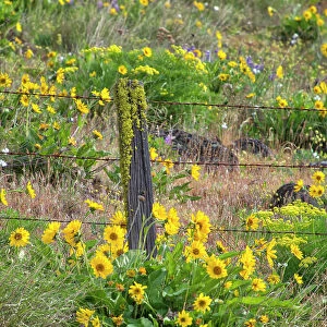 USA, Washington State. Fence line and wildflowers Date: 23-04-2021