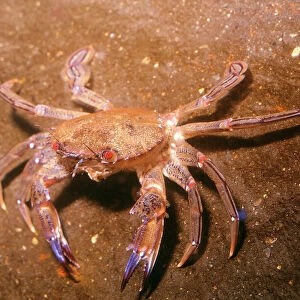 Velvet / Swimming Crab UK