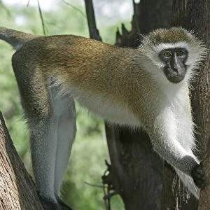 Vervet Monkey - in tree. Maasai Mara National Park - Kenya - Africa