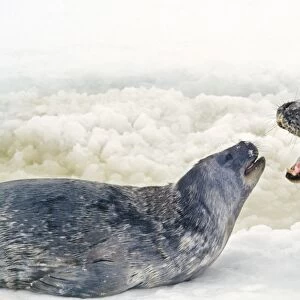Weddell Seal - "talking" to pup