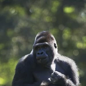Western Lowland Gorilla - Silverback Male Gorilla gorilla gorilla Apenheul Netherlands MA001553