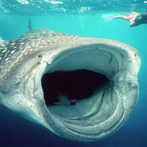 Whale Shark - mouth open feeding, & diver. Australia. Worldwide