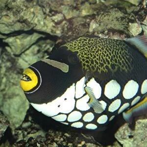 White-blotched Triggerfish- widespread among shallow coral reefs, Indo-Pacific coasts