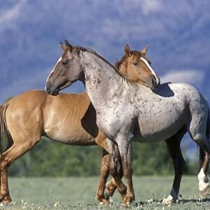 Wild Horse / Mustang Pryor Mountains, Montana, USA