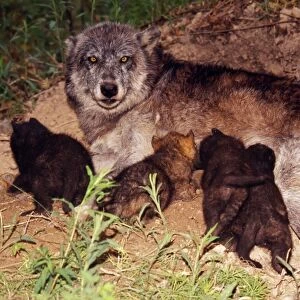 Wolf - Aplha Female nursing pups at den