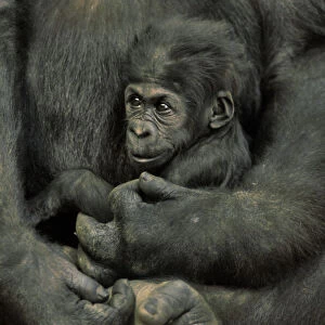 Young Lowland Gorilla 3MP102B